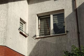 Uchylone okno przyczyną tragedii. Kot umierał w męczarniach