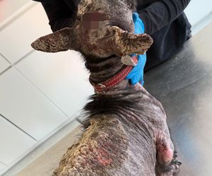 Studentka prawa nie pomogła psu