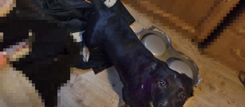 22-latek znęcał się nad psem