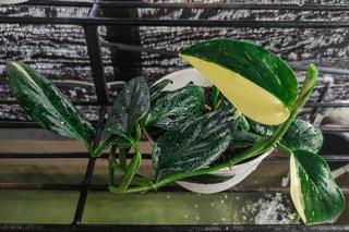 Monstera standleyana  (Philodendron Cobra) – tropikalna piękność wśród roślin doniczkowych. Jak uprawiać monsterę standleyana?
