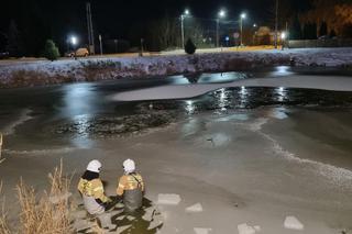 Lubelskie. Sarenka wpadła do stawu. Strażacy ruszyli na ratunek