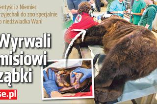 Niedźwiedź Wania u dentysty - lekarze z Poznania wyrwali misiowi ząbki - ZDJĘCIA