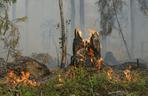 Wysokie zagrożenie pożarowe w lasach. Służby apelują o rozsądek!