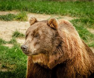 Niedźwiedź w pobliżu ludzkich zabudowań. Zwabił go miód