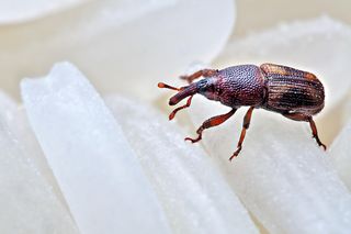 Wkładam do szafek kilka sztuk, wołek zbożowy nie ma szans. Naturalny sposób na pozbycie się szkodnika, który sieje spustoszenie w kuchni
