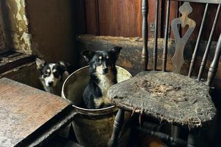 Czastary. Koszmar psów. Żyły wśród zwłok i odchodów innych zwierząt [ZDJĘCIA].