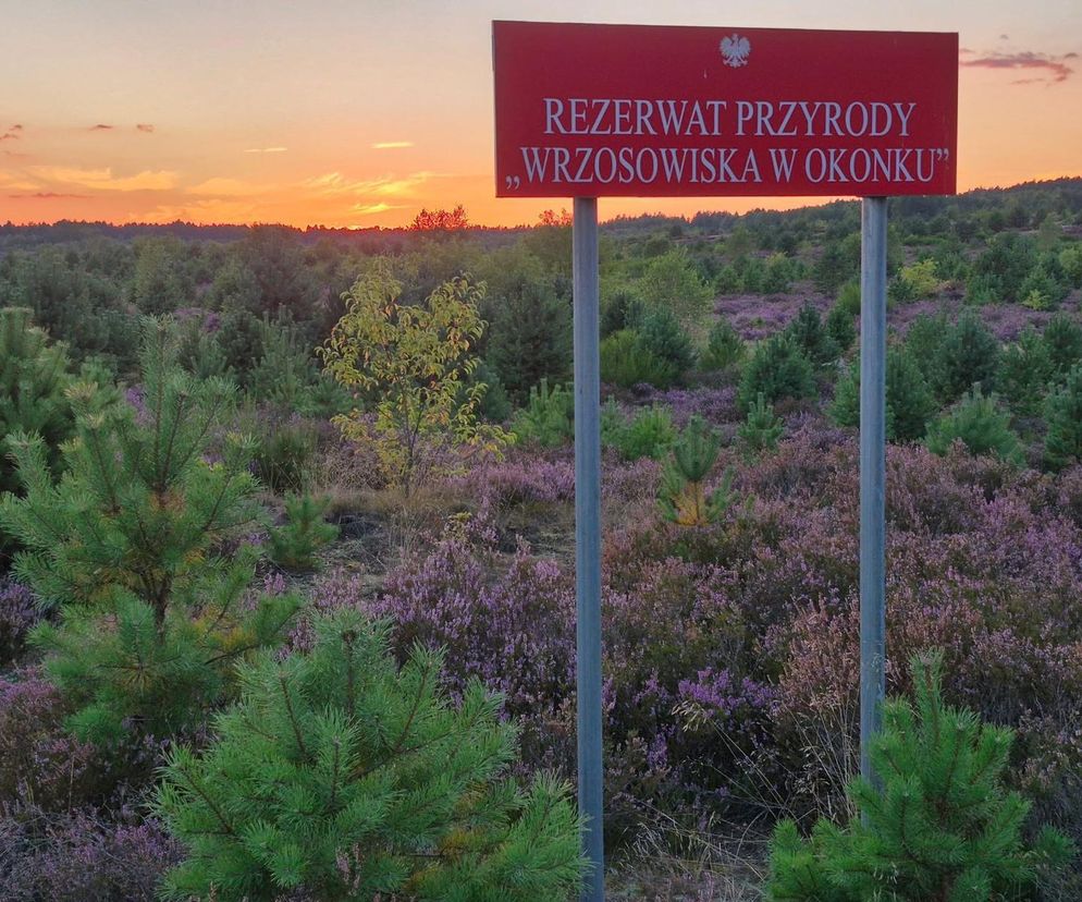 Niesamowite wrzosowisko pod Okonkiem!