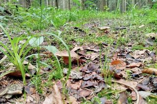 Letni wysyp grzybów na Podkarpaciu