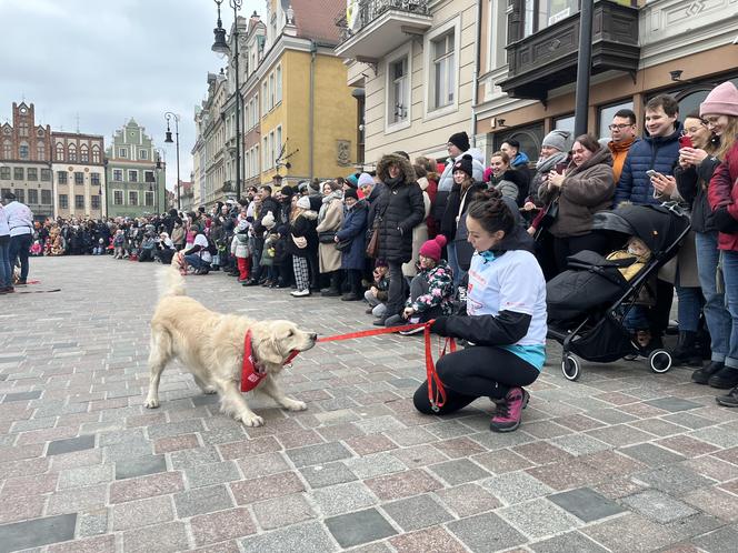 Golden Retriever WOŚP 2024 w Poznaniu. Psiaki też zbierają na dzieciaki. Kwesta na WOŚP i pokazy Golden Retrieverów 