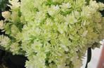 Hortensja drzewiasta 'Hayes Starburst' 