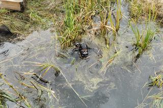Wola Korybutowa Pierwsza. Tragiczna śmierć rolnika. Jechał ciągnikiem samoróbką