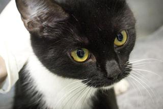 Koty czekają na adopcję