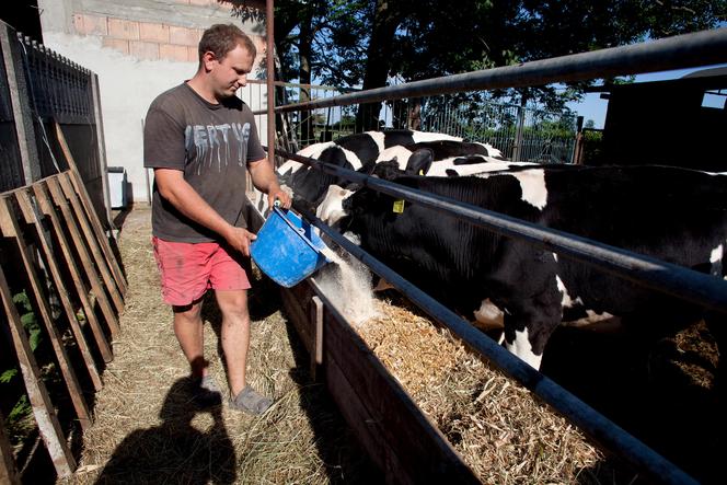 Nauczę prezesa jak obchodzić się z bykami