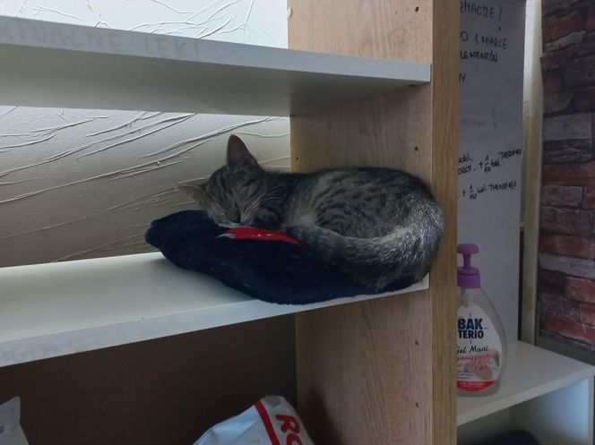 Poszukiwani wolontariusze do pomocy w Kociarni w Lesznie