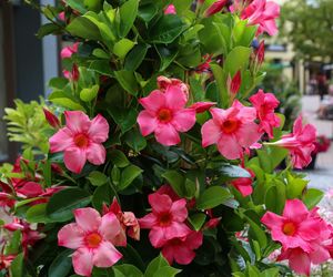 Dipladenia, mandevilla