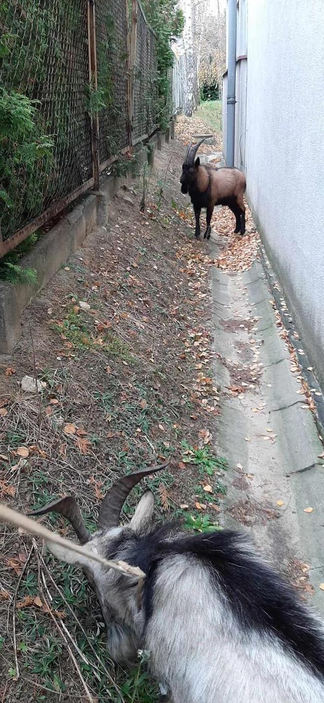 SZOK! Kozy błąkały się po Kaliszu. Jak się tu znalazły? [ZDJĘCIA]