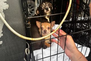 Skandal w pseudohodowli pod Krakowem! Psy żyły we własnych odchodach. Właścicielce grozi więzienie