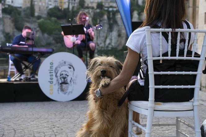 Ten hiszpański muzyk zagrał koncert dla piesków. Dla opiekunów też, ale to przy okazji 