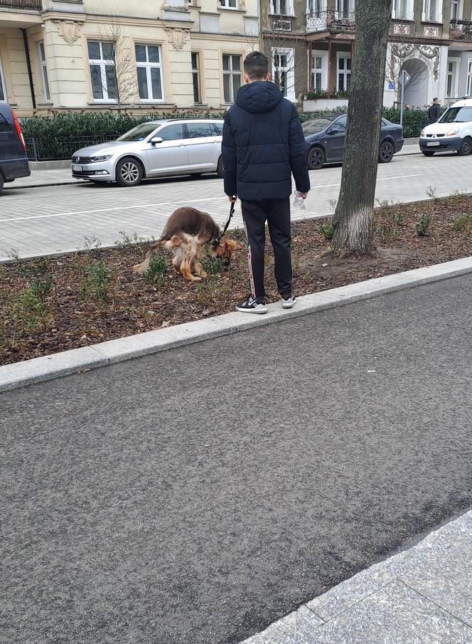 "Złoty szlak" tonie w psich odchodach