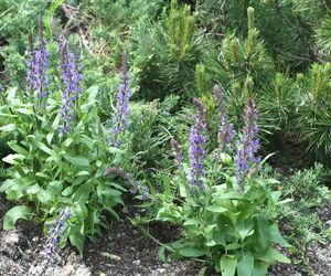 Szałwia omszona - Salvia nemorosa