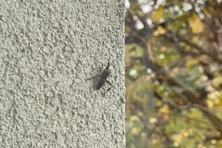 Wtyk amerykański jesienią wchodzi do domów