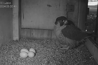 Intrygi, romans, walka, wielkie powroty i jaja. O tej ptasiej telenoweli z Lublina mówi cała Polska