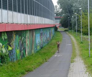 Meeting Of Styles w Lublinie. Największy festiwal graffiti w Polsce