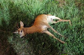 Zderzenie motocyklisty z sarną w Olszynach