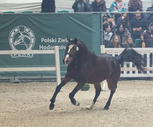 Czempionat Koni Ras Szlachetnych i Pokaz Ogierów Hodowlanych w Radzionkowie