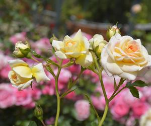 Róże wielokwiatowe w jasnych kolorach