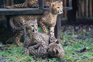 Co zobaczyć w gdańskim ZOO? Oto lista atrakcji 