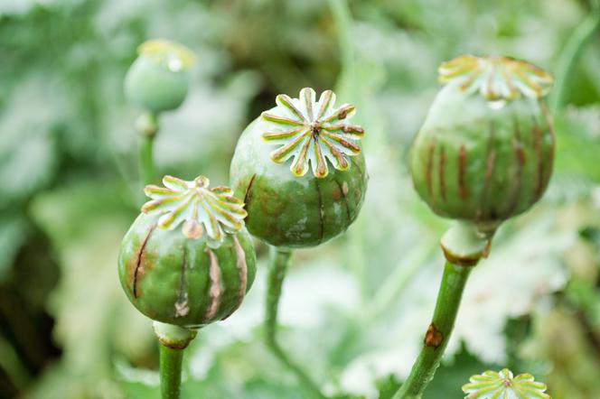 Masowe cięcia w uprawie opium w Afganistanie. Nawet 80 proc. mniej