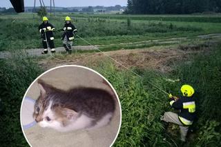 Strażacy wyciągnęli malutkiego kotka z rzeki [GALERIA]