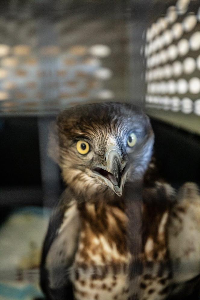 Gadożer Bodzio wraca na wolność [ZDJĘCIA]