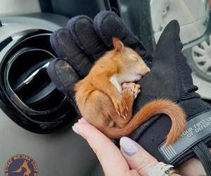 Strażniczki Animal Patrol uratowały małą wiewiórkę. Zwierzę nie dawało oznak życia