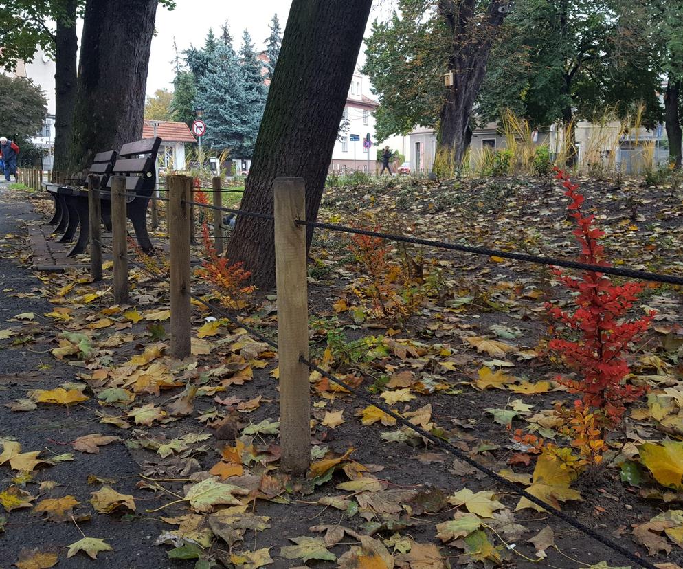 Rośliny posadzone, brakuje tylko kilku elementów. Skwer dr. Kuźniaka w Lesznie prawie gotowy