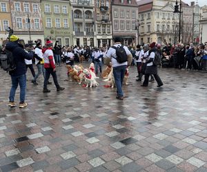 Golden Retriever WOŚP w Poznaniu