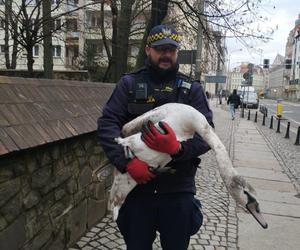 Zbłąkany łabędź wybrał się na spacer po jarmarku we Wrocławiu. „Szukał świątecznego nastroju”