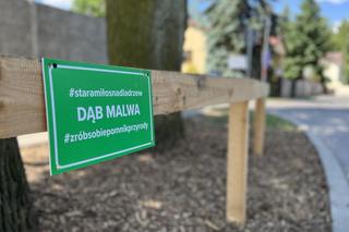 Dęby Miłosz i Malwa