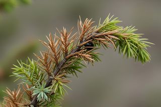 Dumek jałowcowy w Rzeszowie. Co zagraża miejskim drzewom?