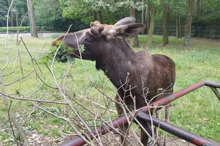 Mała samiczka łosia zgubiła mamę. Schronienie znalazła w bydgoski zoo [ZDJĘCIA, WIDEO]