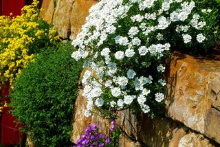Murek ogrodowy z kamienia obsadzony kwitnącymi roślinami