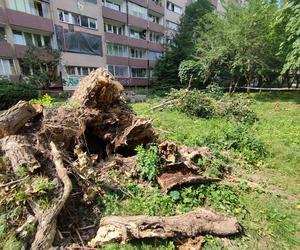 Wielkie drzewo runęło im na blok. „Widziałam, jak na mnie leci!”