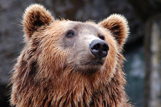 Ustrzyki Dolne: Niedźwiedź zaatakował 53-latka. Mężczyzna trafił do szpitala