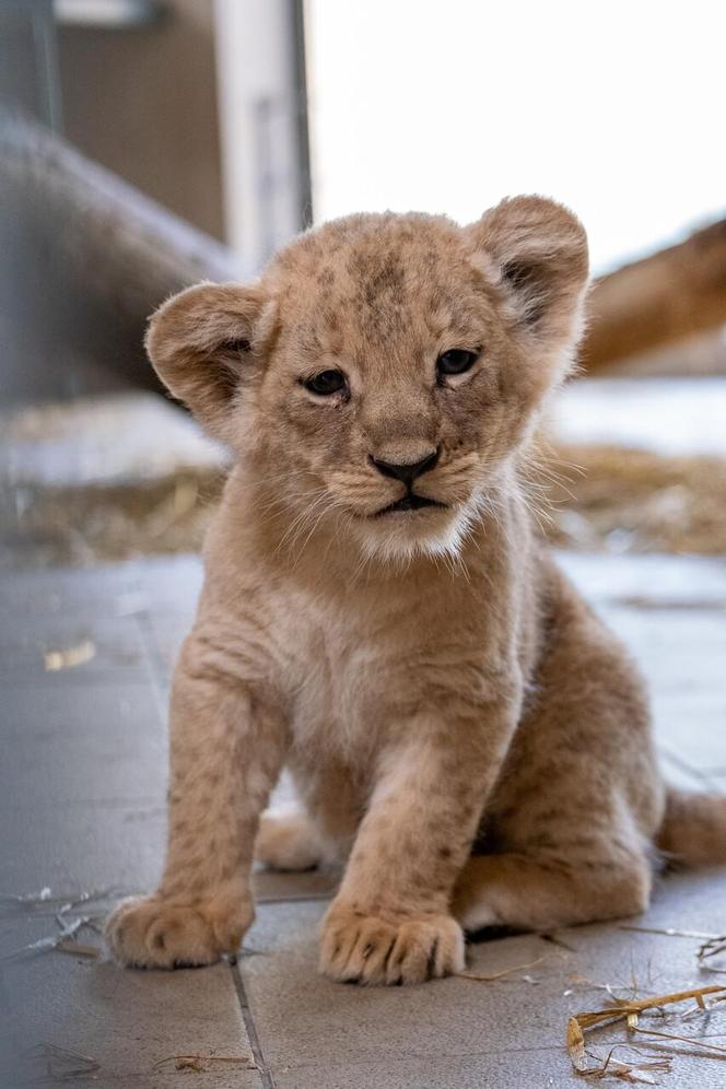 W Śląskim Ogrodzie Zoologicznym przyszły na świat cztery lwiątka! 