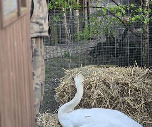 Dramatyczna walka o życie łabędzia. Czekał na pomoc kilka godzin.  To standardowa procedura