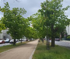 Aleja Dębowa w Bydgoszczy, czyli żywa historia wśród zieleni