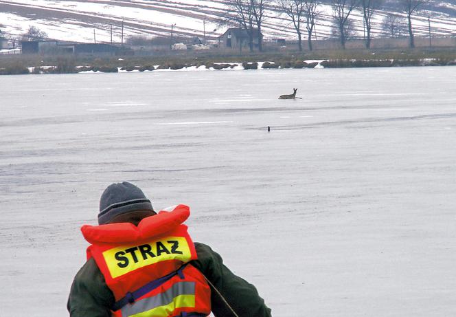 Psy chciały ją zagryźć, ludzie uratowali