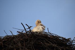 Bociany ze starachowickiego Michałowa