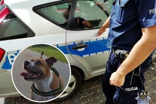 Horror w Boguszowie-Gorcach. Amstaff uciekł pijanej kobiecie i pogryzł dwie osoby 